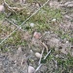 Znalazł meteoryt Pułtusk bez wykrywacza