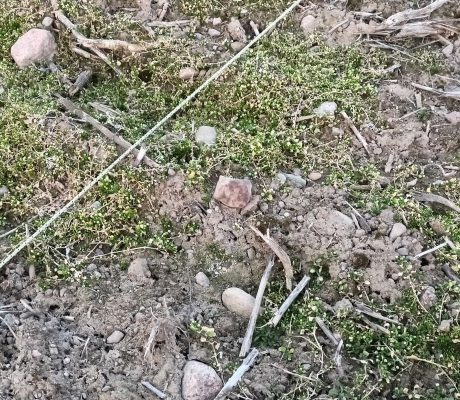 Znalazł meteoryt Pułtusk bez wykrywacza
