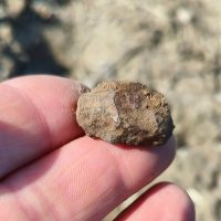 Okaz meteorytu Morasko odnaleziony 7 marca 2026 r. przez Andrzeja "Magneto" Nowe meteoryty z Pułtuska i Moraska! Pierwsze znaleziska w Polsce w 2026 roku