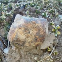 Okaz meteorytu Pułtusk odnaleziony "gołym" okiem przez Janusza Kosmowskiego Meteoryt Pułtusk - marzec 2026