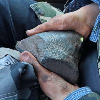 Meteoryt świeżo po wydobyciu z głębokości ok. 40 cm / fot. Paweł Walczak Zadzim - moment odkrycia